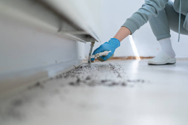 Best Local Pest Control Services  in Boston Heights, OH